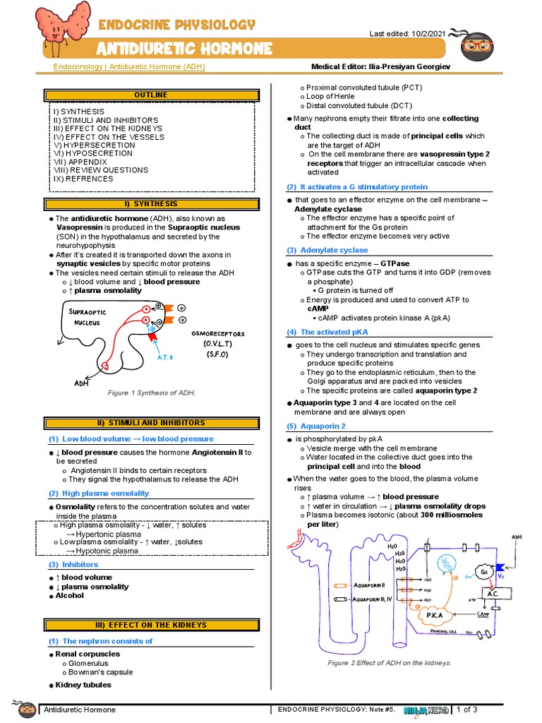 Overview of Antidiuretic Hormone (ADH) | PDF | Kidney | Endocrine System