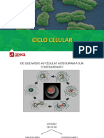 Ciclo Celular