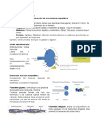 Clase 5 Contracción de Musculatura Esquelética