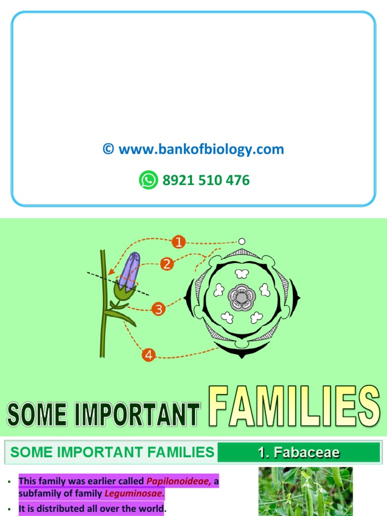 5 Morphology of Flowering Plants PPT Part 7 PDF Flowers Organisms