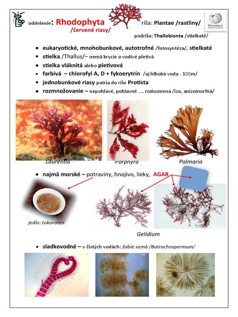 Červené Riasy | PDF