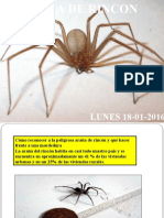 Araña de Rincon