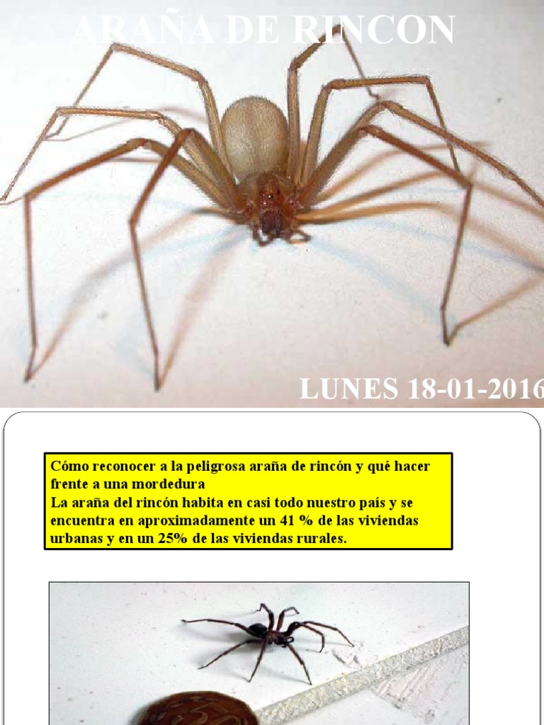 Araña de Rincon | PDF | Medicina CLINICA | Enfermedades y trastornos