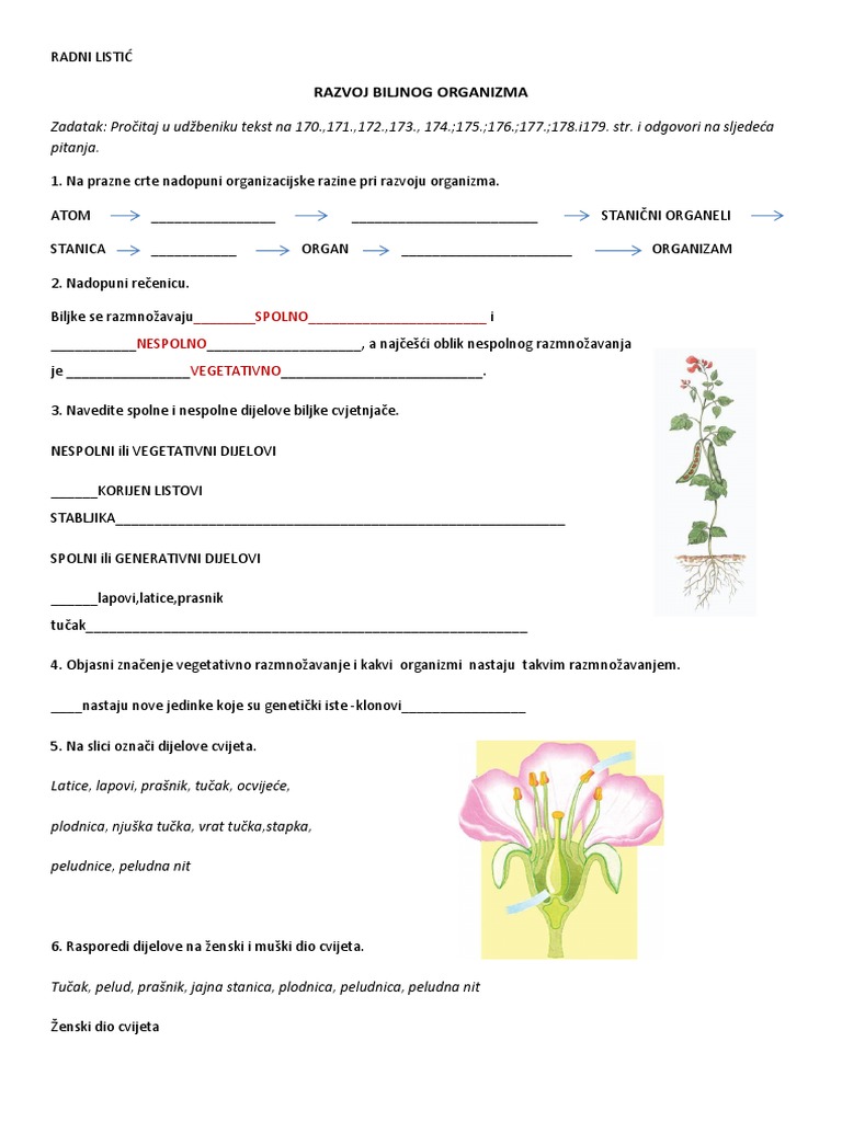 Radni Listić Biljni Organizam 2 | PDF