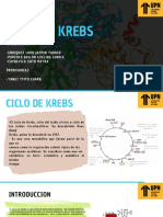 Ciclo de Krebs Original