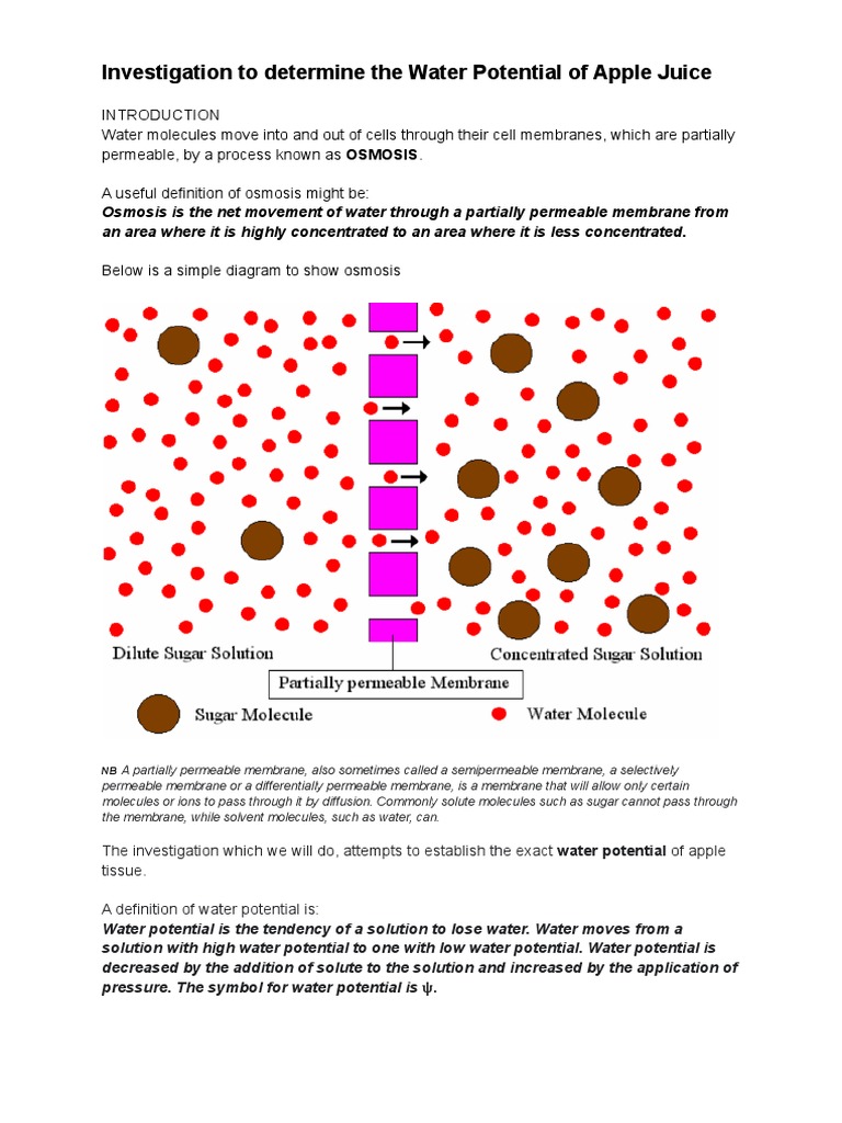 Water Potential of Apple Juice Explained | PDF | Osmosis | Physical ...