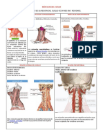 Músculos Del Cuello