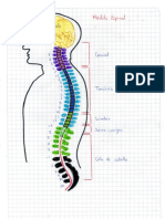 Columna Vertebral