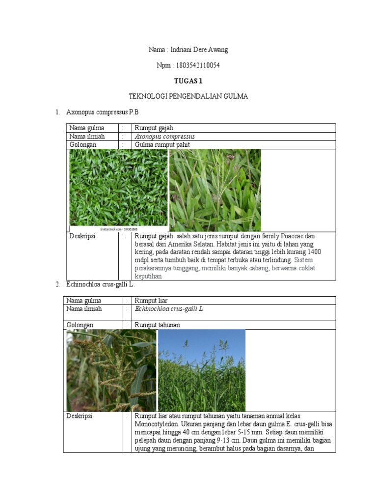 Klasifikasi dan Nama Gulma Rumput | PDF