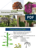 Estructura Del Tallo: Universidad Santo Tomás
