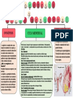 Anatomia