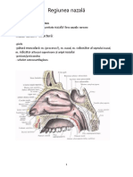 Regiunea Nazală: Nasul Extern-Structură