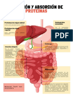 Digestión y Absorción de Proteínas