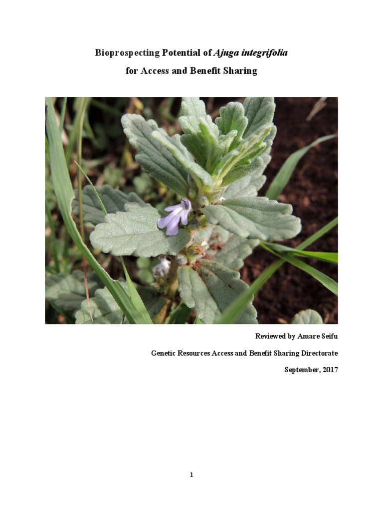 bioprospecting-potential-of-ajuga-integrifolia-for-access-and-benefit