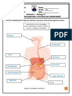Digestive System (Anatomy & Physiology) Worksheet
