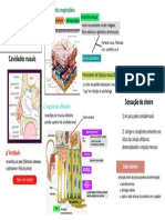 Histologia de Olfatorio