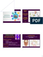 Sistema Olfatório Histologia