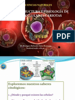 Células Eucariotas T 6