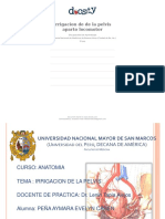 Docsity Irrigacion de de La Pelvis Aparto Locomotor