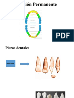 Dentición Permanente Caracteristicas