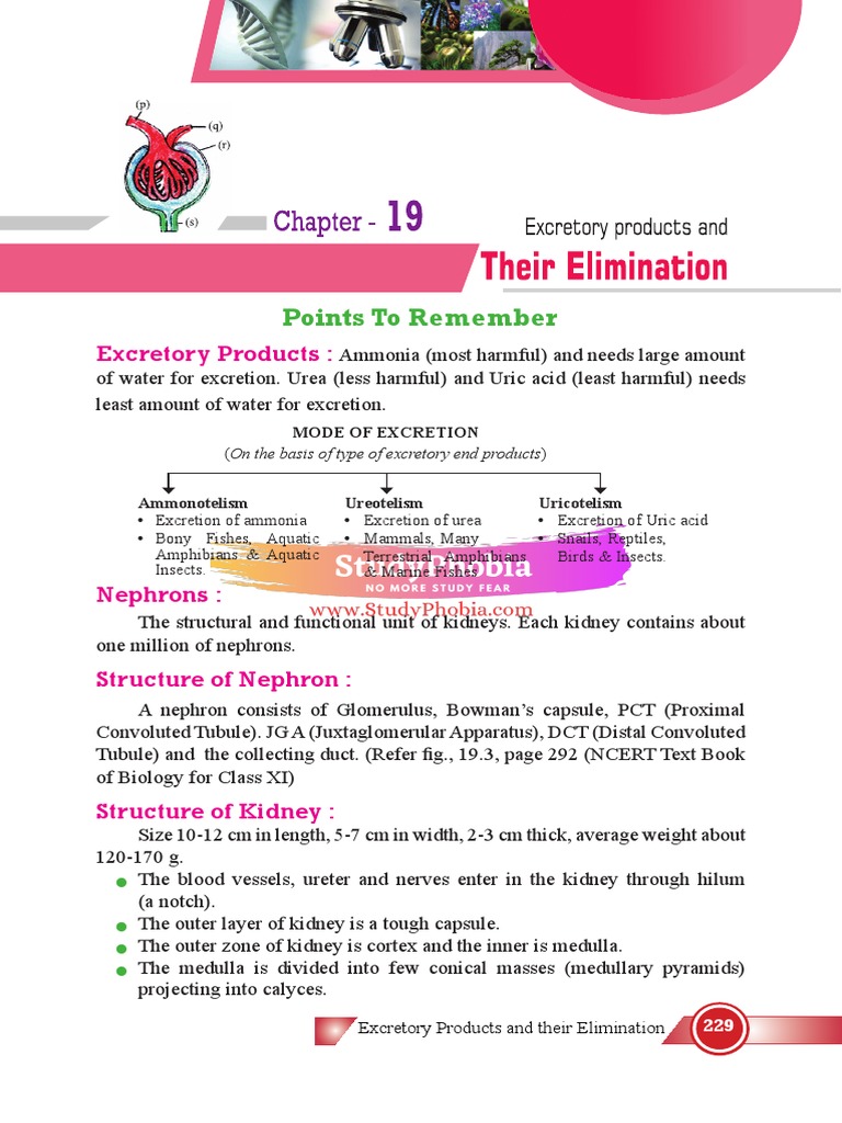 Excretory Products And Their Elimination Pdf Kidney Endocrine System