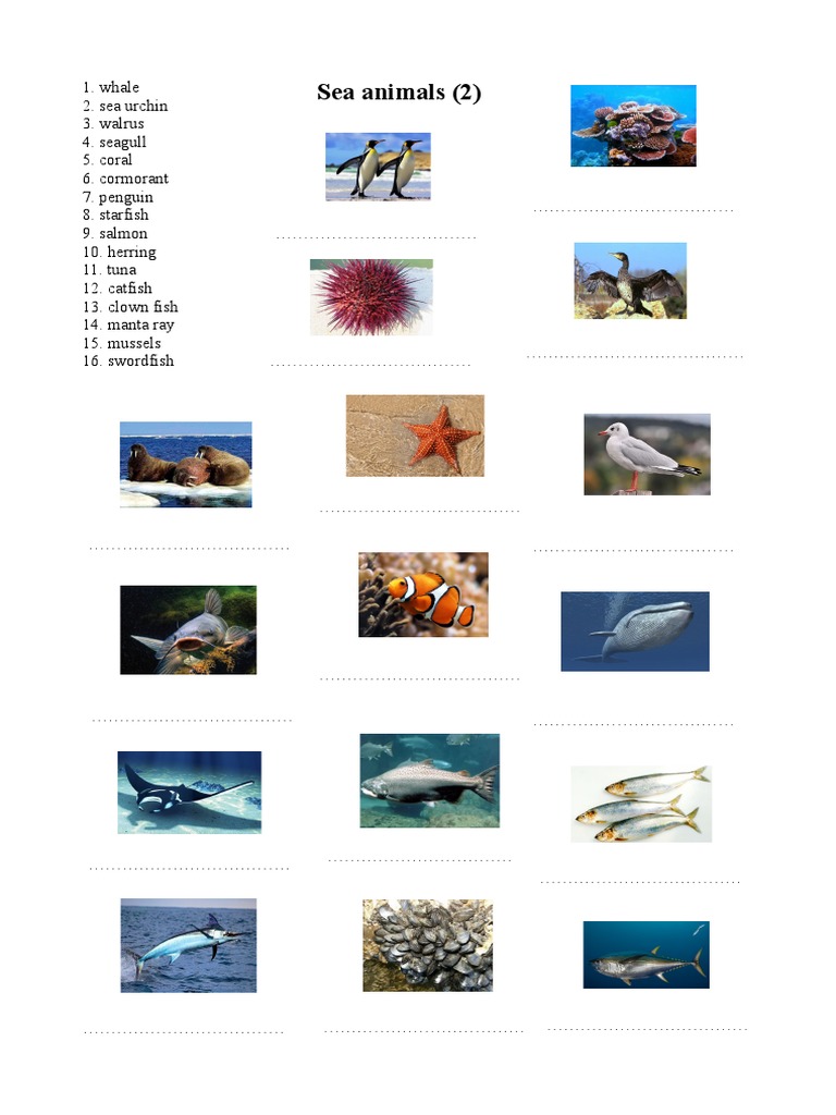 Sea Animals Worksheet 2 PDF