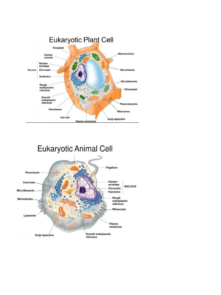 Eukaryotic Cells | PDF