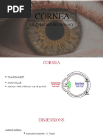 Cornea