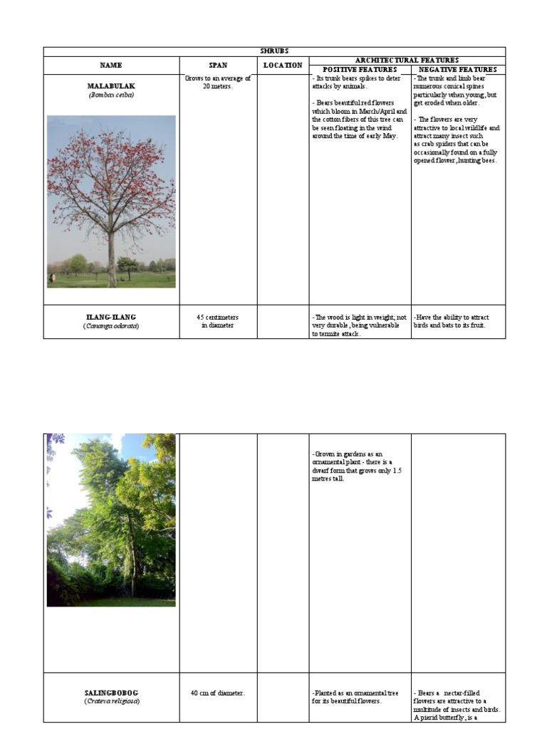 Plants Analysistrees PDF Trees Botany