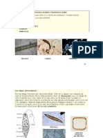 Microbiologia 1-3