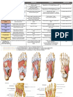Musculatura Del Pie