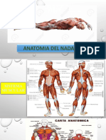 Anatomia Del Nadador - 1