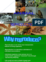Animalreproduction 120312075707 Phpapp01