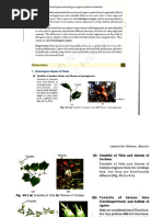 Experiment No 16 Models Specimen Showing Symbolic Association in Root ...