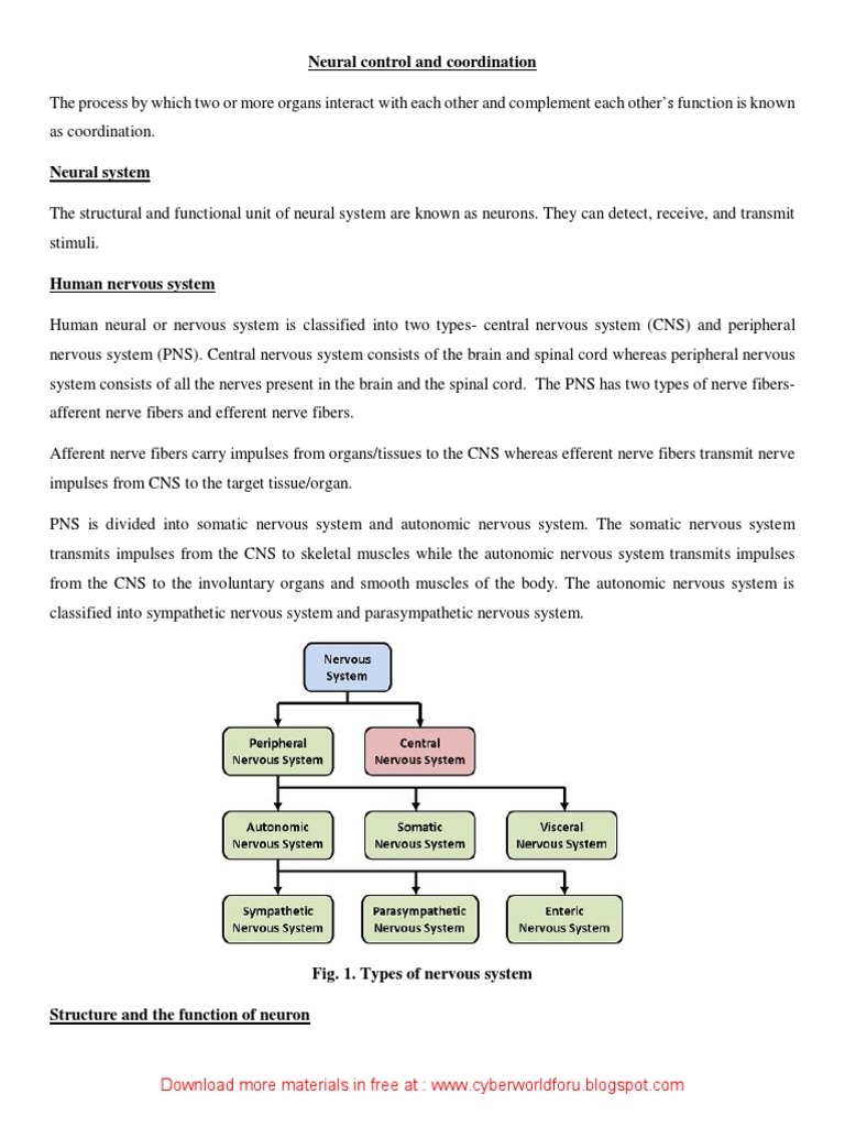 Neural Control and Coordination Overview | PDF | Nervous System | Neuron