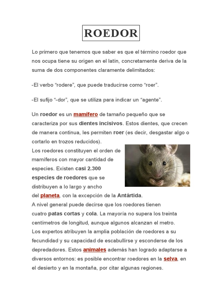 Que Es Un Roedor PDF Roedor Mamíferos