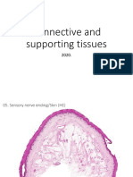 02 Connective Tissue 2020