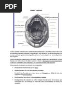 Anatomía y Función de los Labios | PDF | Anatomía humana | Cabeza y ...