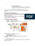 CICLO UTERINO-Embriologia