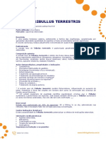 Tribullus_Terrestris
