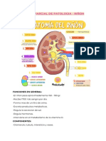 Patologia Riñon