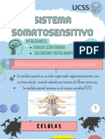 Sistema Somatosensitvo