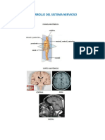 Desarrollo Del Sistema Nervioso