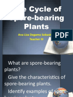 Life Cycle of Spore-Bearing Plants