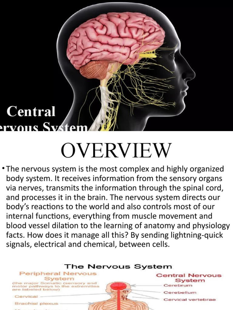 Central Nervous System | PDF | Nervous System | Central Nervous System
