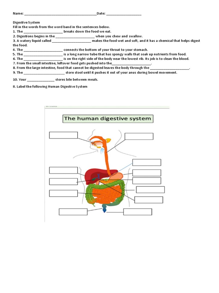 Digestive System Worksheet for Students | PDF