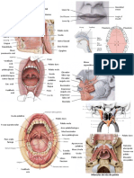 Anatomia da cavidade oral e faringe