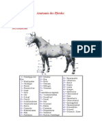 Anatomie Des Pferdes