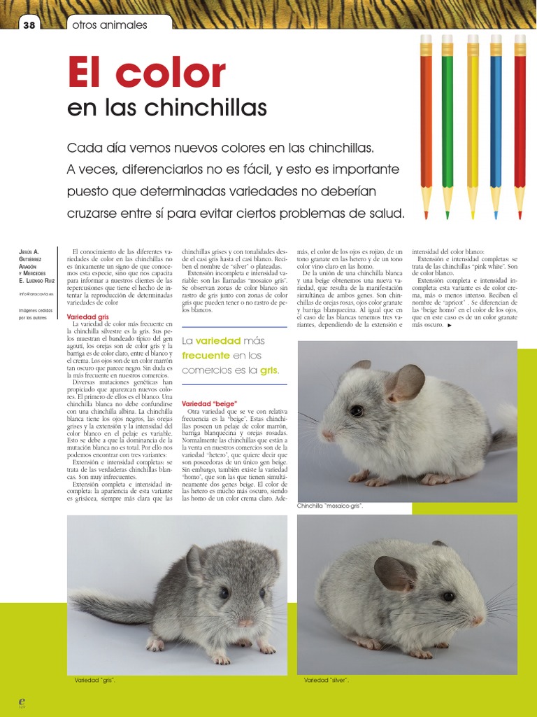 Chinchillas PDF Color