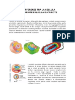 Relazione Sulle Differenze Tra La Cellula Procariote e Quella Eucariote